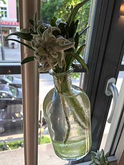 Edelwei&szlig; Deko bei der Produktpr&auml;sentaion im ganzen Raum (&copy;Foto: Martin Schmtz)